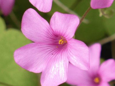 Oxalis (shamrock flower)
