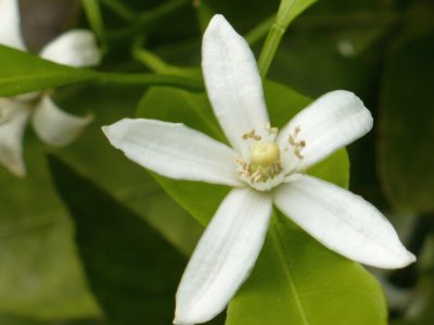 Orange blossom jigsaw puzzle