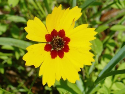 Yellow flower2