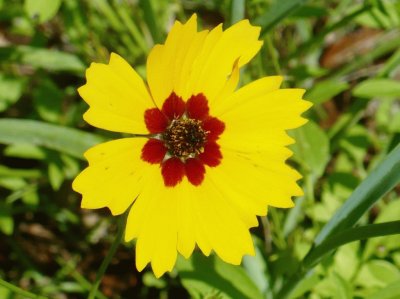 Yellow flower2