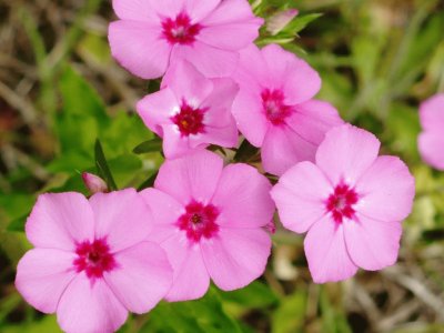 פאזל של Phlox1