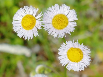 Small daisy-type flower1