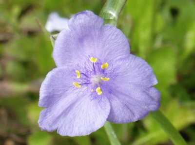 Small purple flower1 jigsaw puzzle