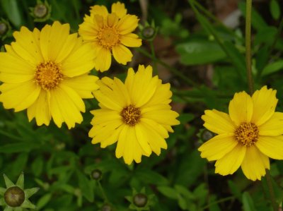 Yellow flowers1