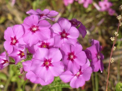 פאזל של Phlox2