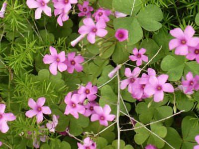 פאזל של Oxalis (shamrock flower)1