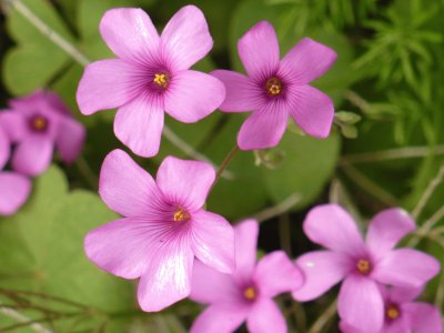 Oxalis (shamrock flower)2