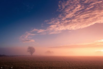 Misty Dawn tree jigsaw puzzle