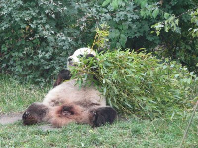 Panda jigsaw puzzle