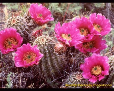 Cactus en flor