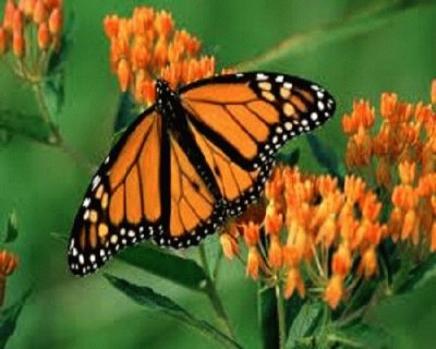 Mariposa monarca jigsaw puzzle