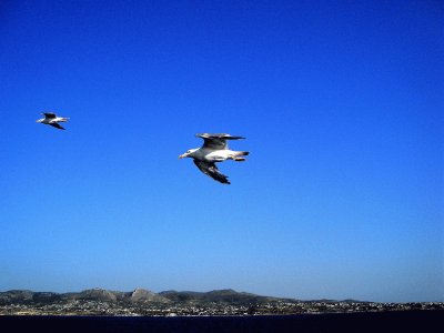 Gaviotas volando sobre el Mar Egeo. jigsaw puzzle