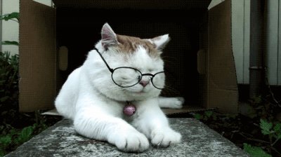 פאזל של glasses cat