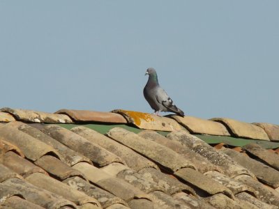 Sauveterre, Gard, France jigsaw puzzle