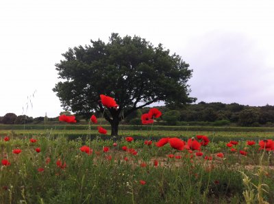 פאזל של Lirac, Gard, France