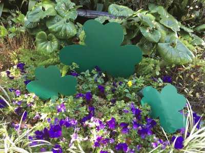 Shamrocks in the Garden