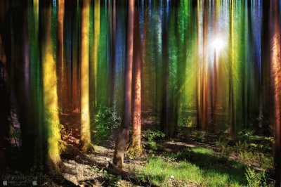 multicolour forest jigsaw puzzle