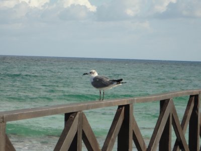 Gaviota jigsaw puzzle