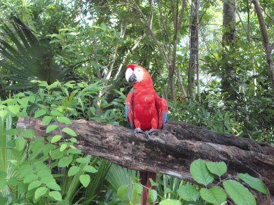 Guacamaya Roja jigsaw puzzle