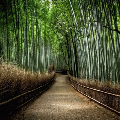 פאזל של CaÃ±as de BambÃº, JapÃ³n