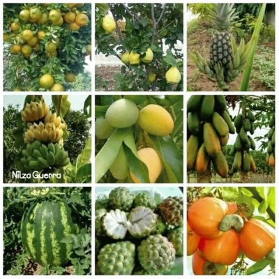 Frutas torpicales jigsaw puzzle