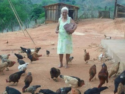 Alimentando las gallinas