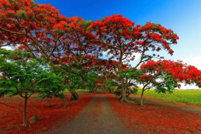 Flambouant trees in St. Croix USVI