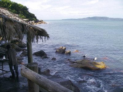 Gaivotas Itapema Brasil