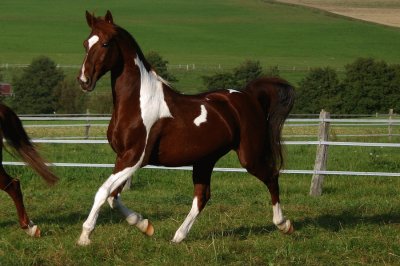 American saddlebred jigsaw puzzle