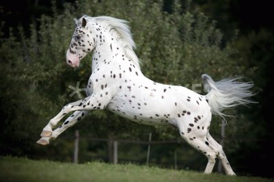 Appaloosa jigsaw puzzle