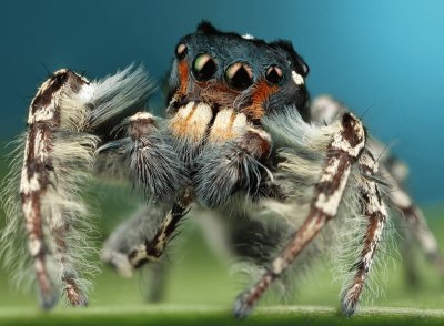 Dancing spider