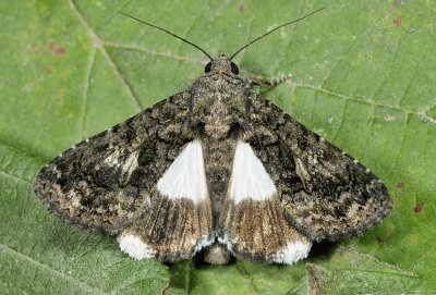 Aedia leucomelas