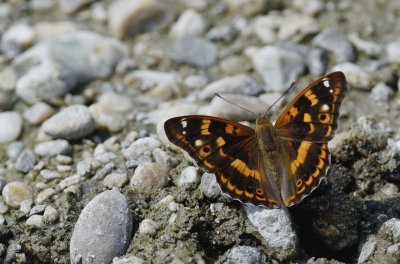 פאזל של Apatura ilia