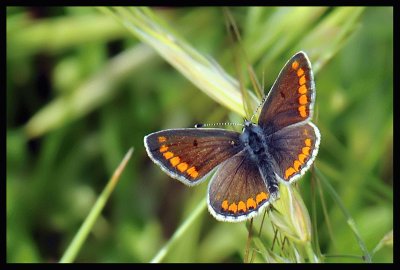 פאזל של Aricia