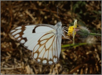 פאזל של Belenois aurota