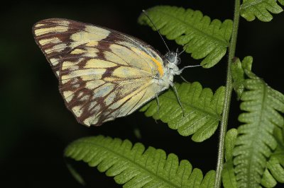 פאזל של Belenois gitica