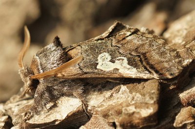 פאזל של Diloba caeruleucephala