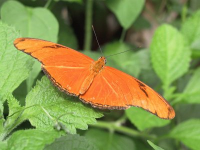 Dryas iulia jigsaw puzzle