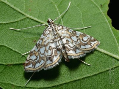 פאזל של Elophila nymphaeata