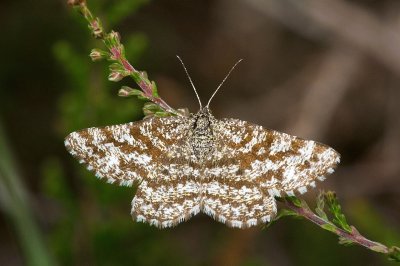 Ematurga atomaria