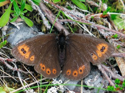 פאזל של Erebia