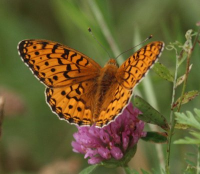 Fabriciana adippe