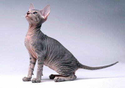 Siamese nudo