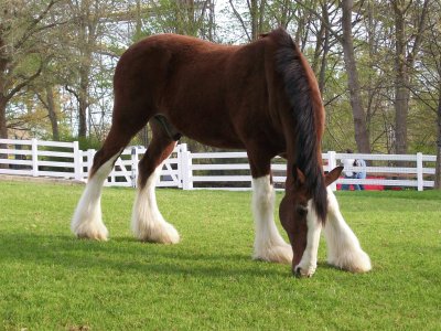 Clydesdale jigsaw puzzle