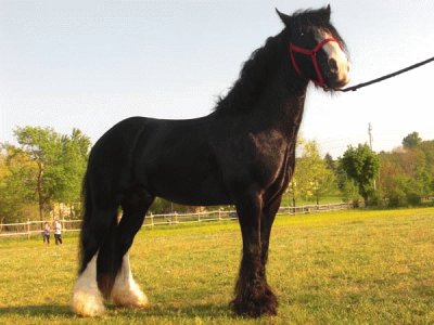 Irish cob jigsaw puzzle