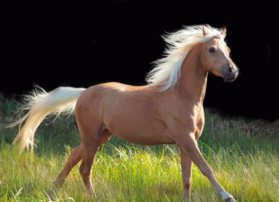 Palomino jigsaw puzzle