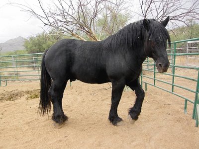 Percheron jigsaw puzzle