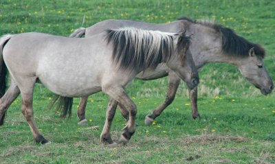 Tarpan jigsaw puzzle