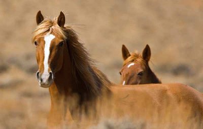 Wyoming selvaggio jigsaw puzzle