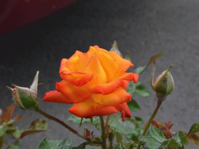 פאזל של rose